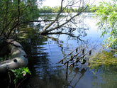 Carp Life 2